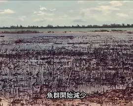 国家地理：21世纪鲨鱼封面