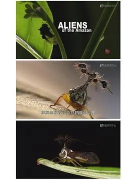 亚马逊异形封面