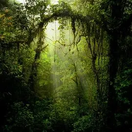 丛林秘药封面