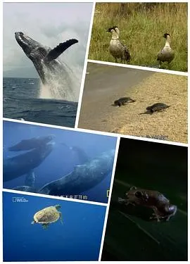 野性夏威夷封面