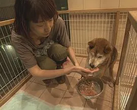 纪实72小时 大城市里动物的庇护所 ドキュメント72時間 大都会 犬と猫のシェルターで封面