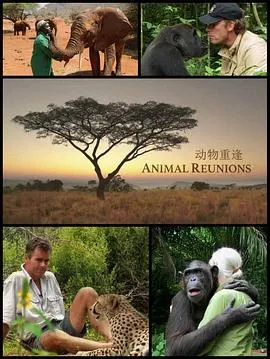 动物重逢封面