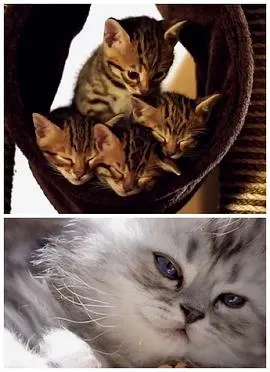 小猫的秘密封面