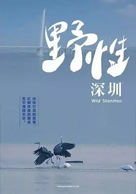 野性深圳封面