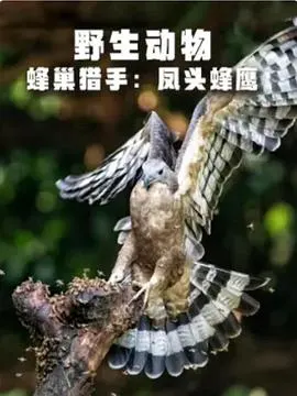 野生动物：蜂巢猎手 - 凤头蜂鹰封面