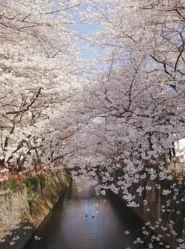 樱花封面
