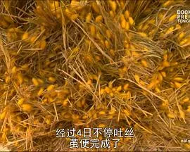 人工奇迹：胸罩秘史封面