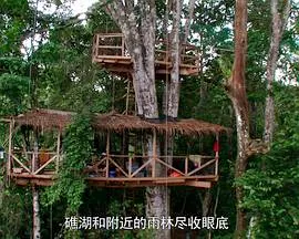 树冠上的生活封面