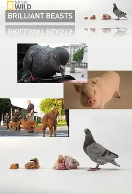 国家地理.动物天才.狗封面