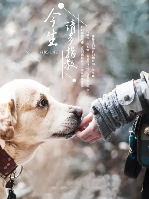 今生，请多指教封面