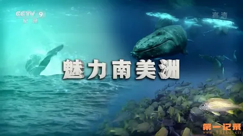 魅力南美洲封面