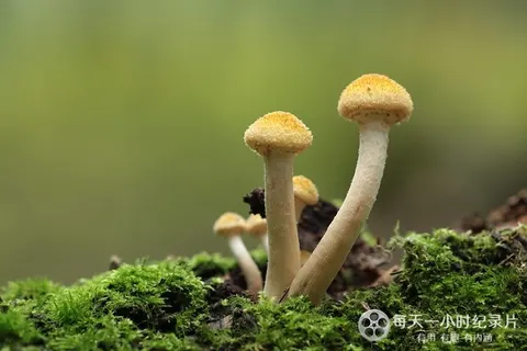采集部落封面