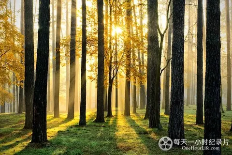森之秘境封面
