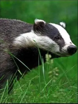 自然世界：狗獾封面