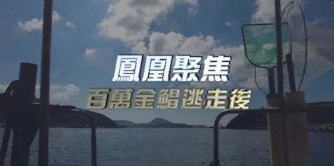 百万金鲳逃走后封面
