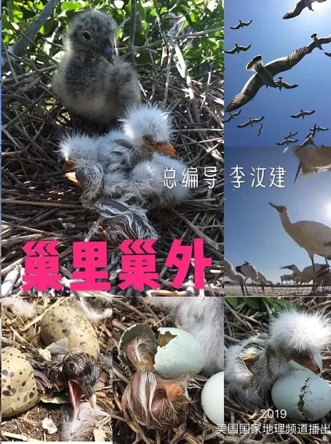 巢里巢外封面