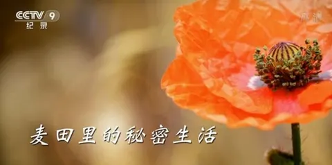 麦田里的秘密生活封面