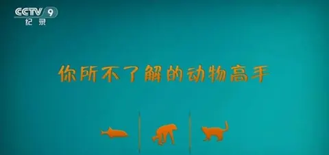 你所不了解的动物高手封面