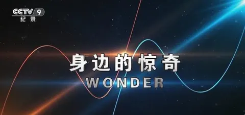 身边的惊奇封面
