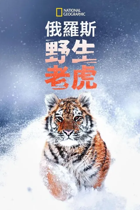 俄罗斯野生老虎封面