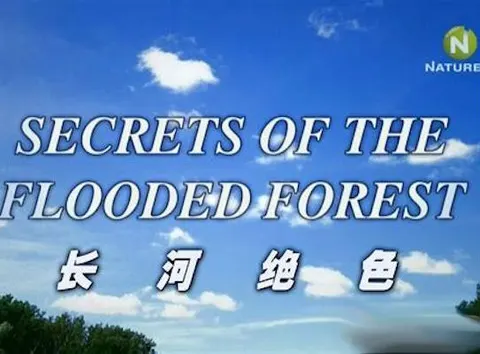 泛滥森林的秘密 长河绝色封面
