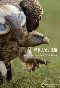 秃鹫：野兽之美封面