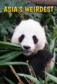 亚洲最奇异封面