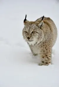 猞猁的秘密封面