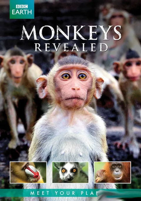 猴子大观封面