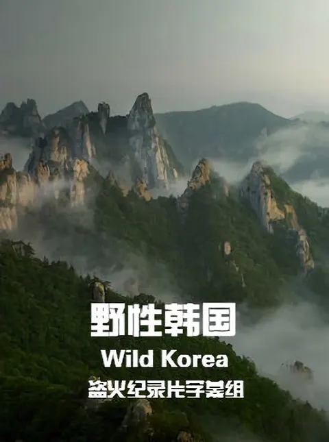 野性韩国封面