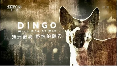 澳洲野狗：野性的魅力封面