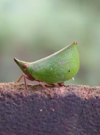 昆虫变身秀封面