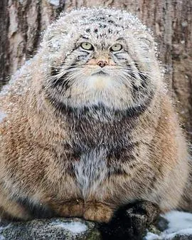 草原猎手兔狲封面