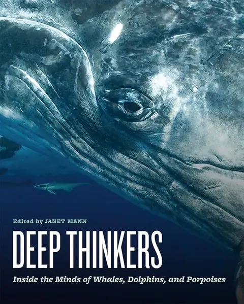 聪明的海豚封面