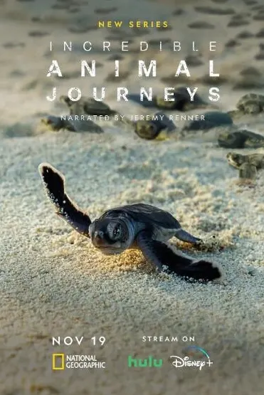 生灵奇旅/不可思议的动物之旅 第1季封面