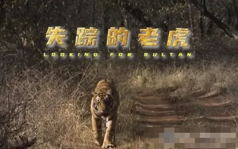 失踪的老虎封面