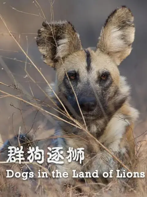 群狗逐狮封面