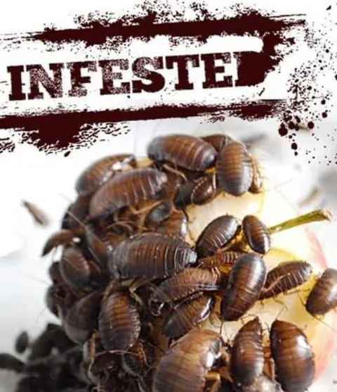 害虫入侵！Infested!封面